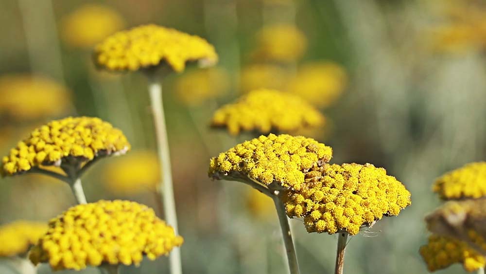 بومادران برای روف گاردن