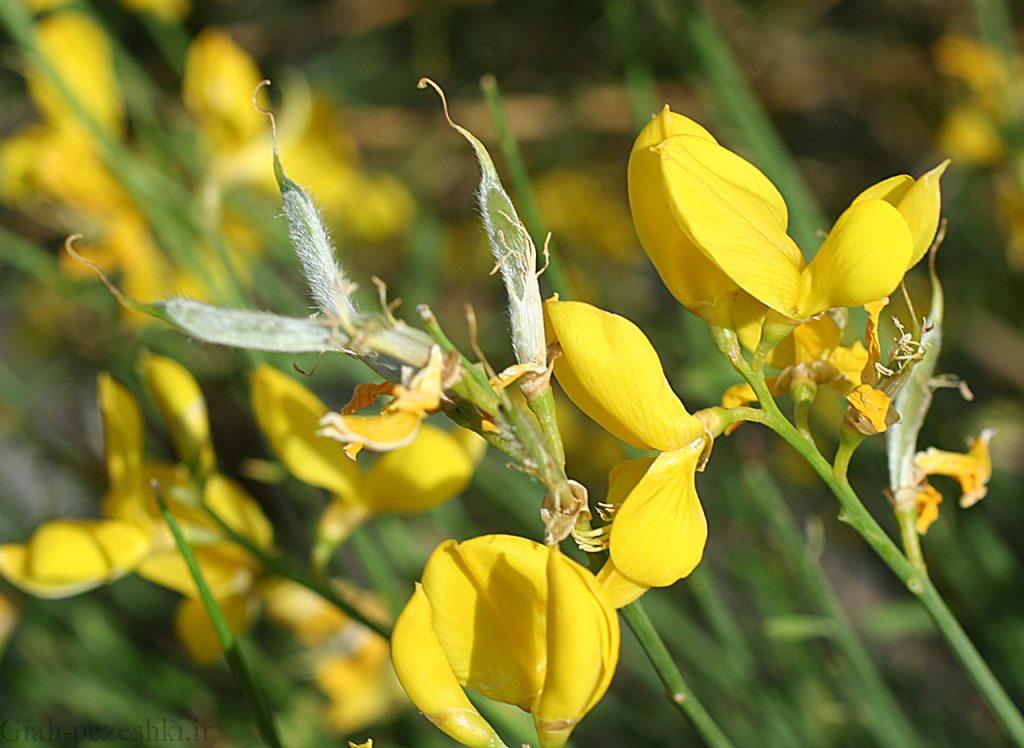 گل طاووسی برای روف گاردن